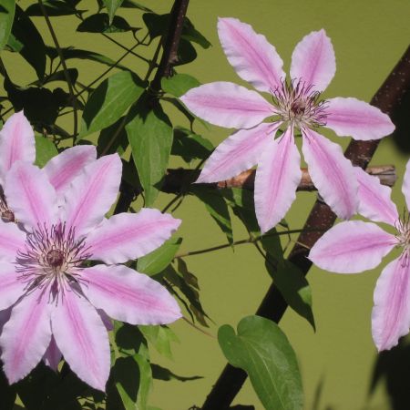 Clematis